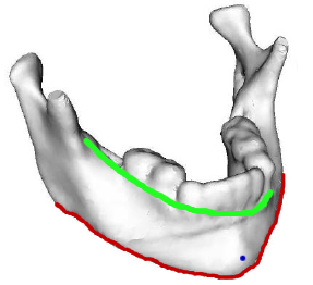 Curves on human jaw